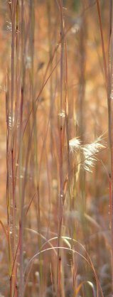 carbon sequestering | biosequestration into grasses