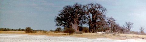 climate change myths baobabs